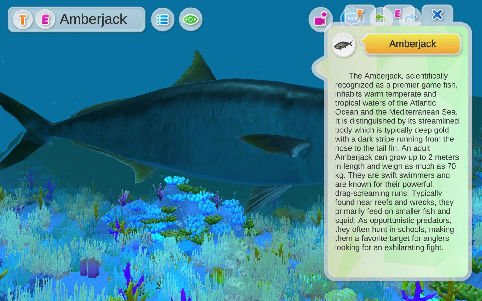 Amberjack 英文介紹面板